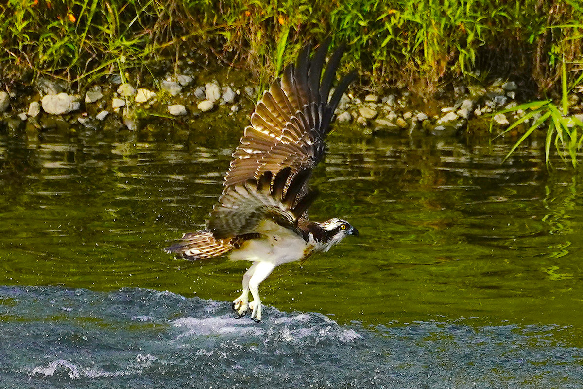 漁に失敗したミサゴ
