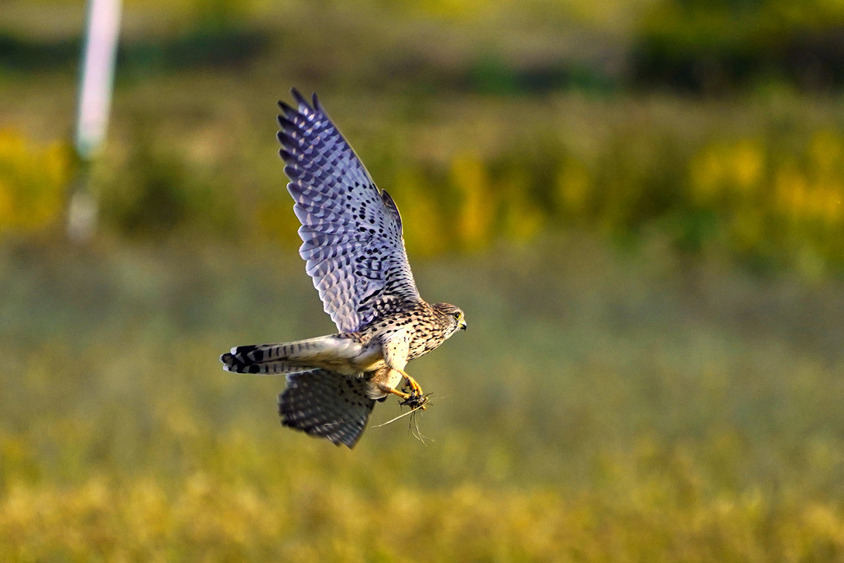 チョウゲンボウの狩