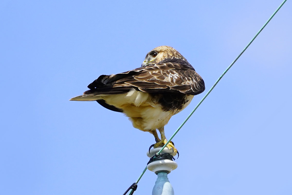 かわいいノスリ