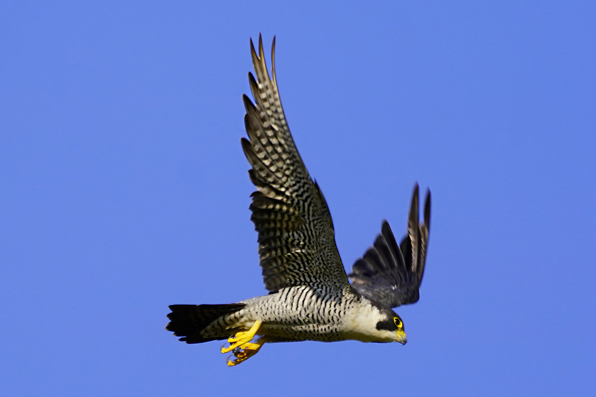 ハヤブサ 鳥画像 – ハヤブサ 猛禽類 – SNERO