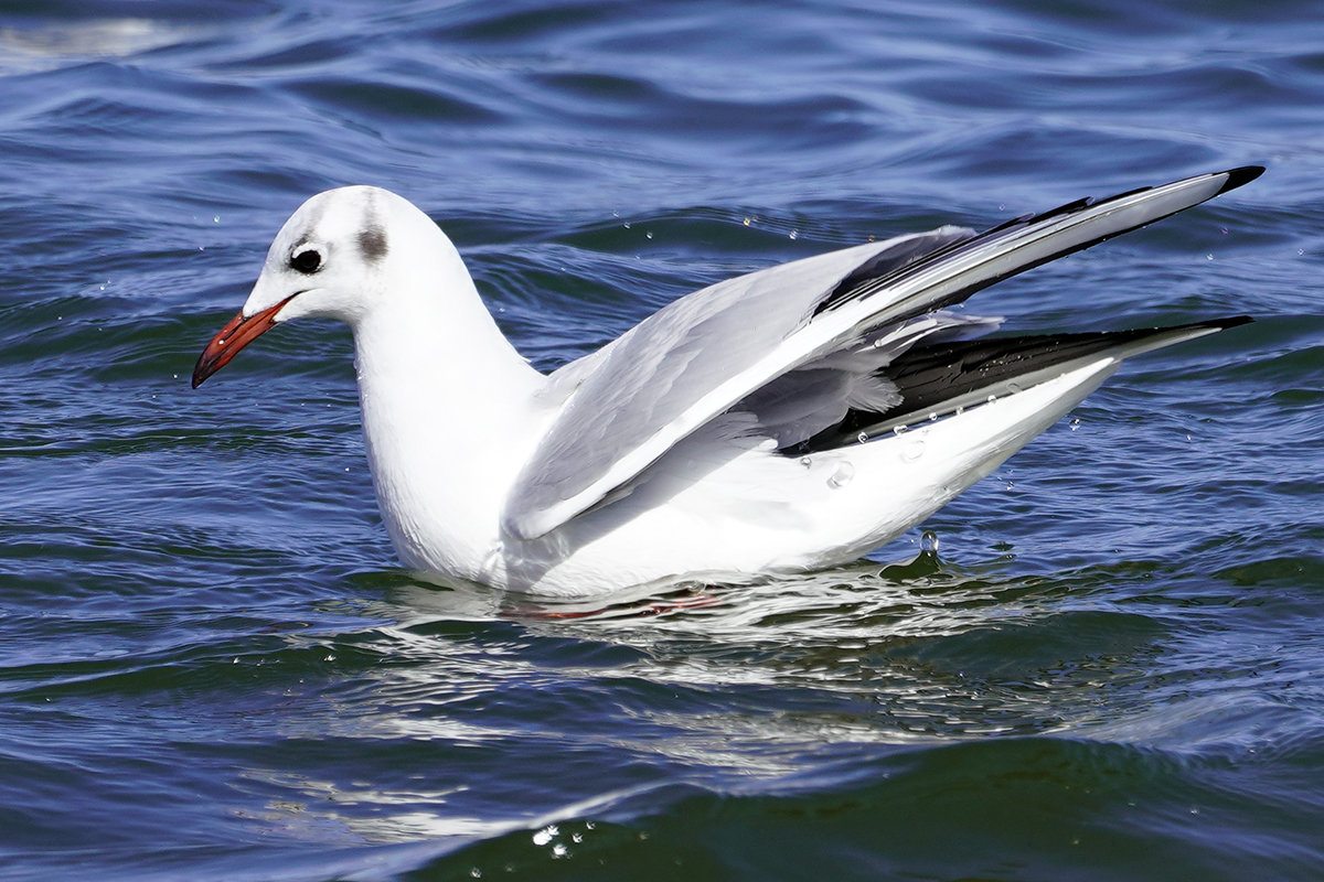 びわ湖のユリカモメ