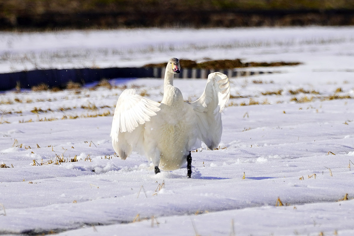 雪の中のコハクチョウ