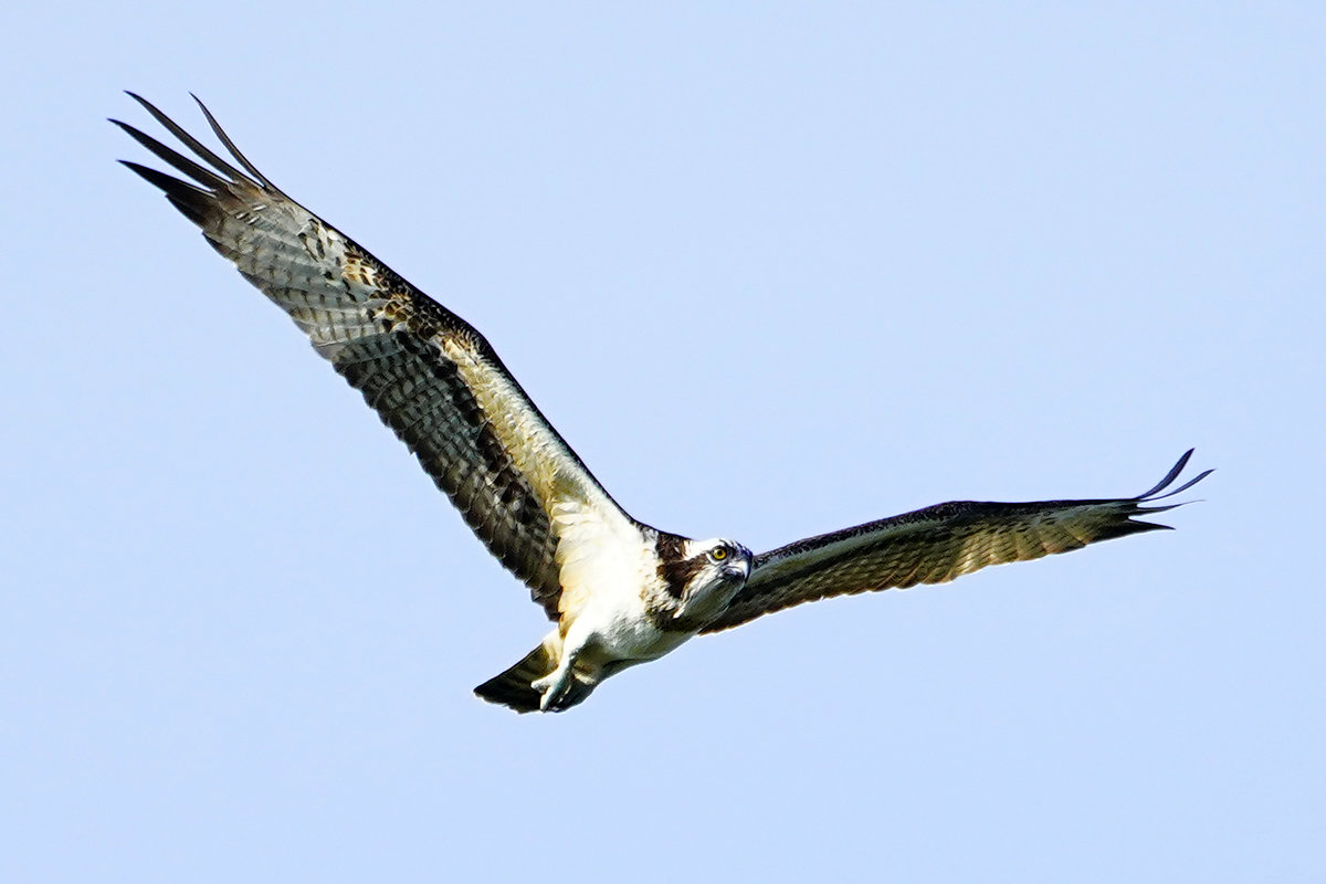 野鳥猛禽類　ミサゴ　飛翔