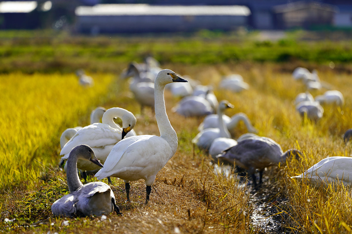 湖西　高島市のコハクチョウ