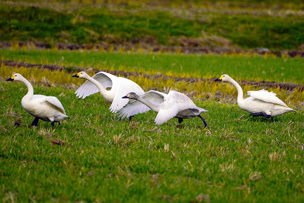 湖西高島市のコハクチョウ