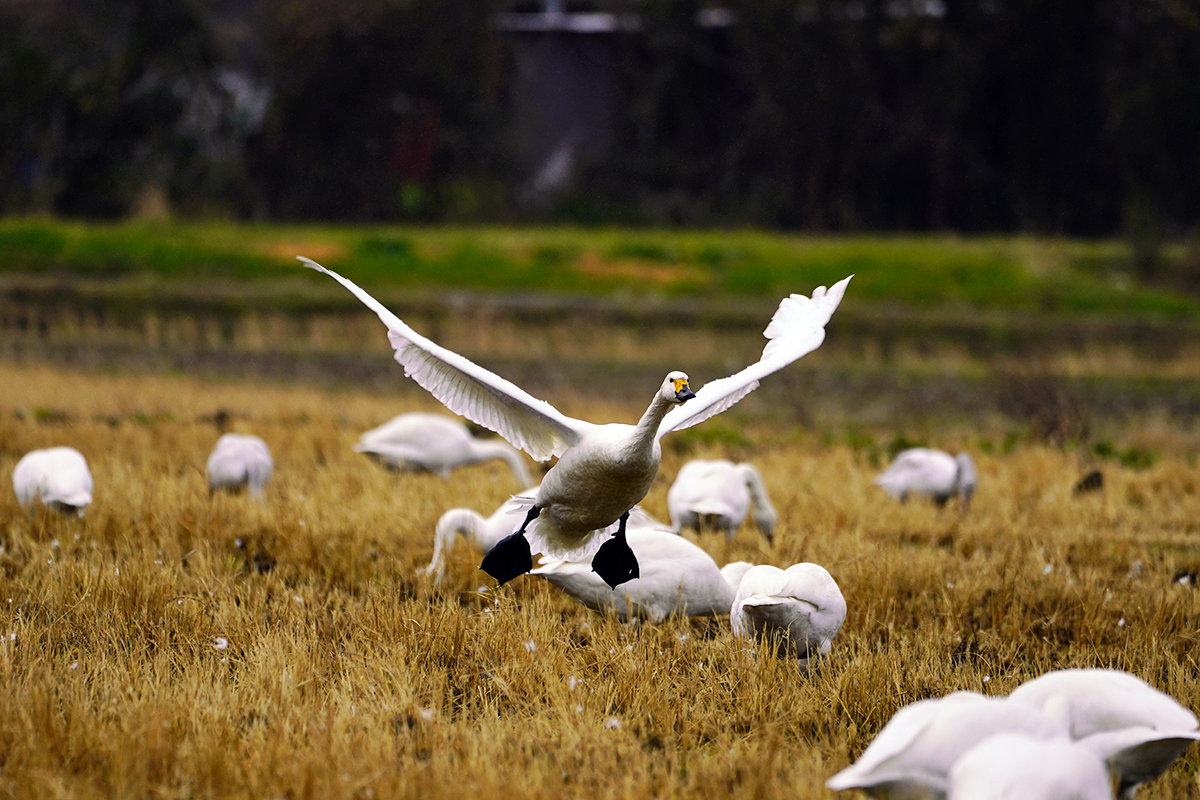 コハクチョウ　高島市