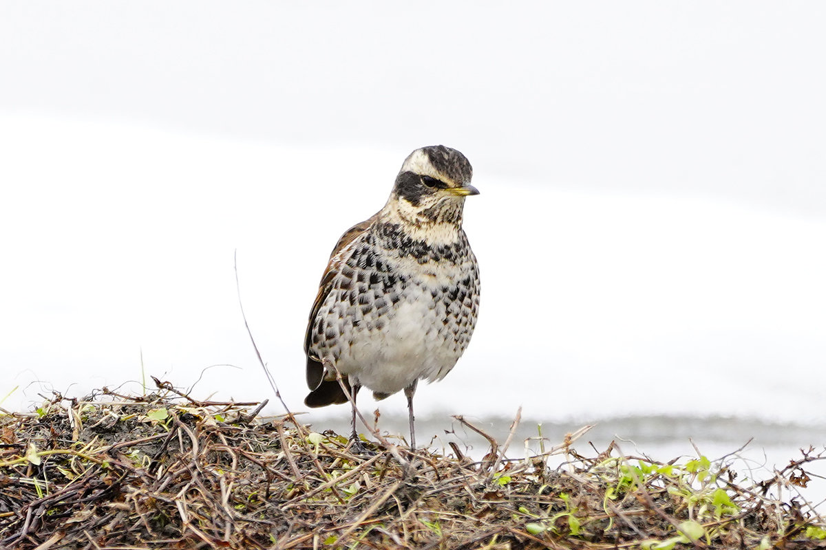 雪の中のツグミ