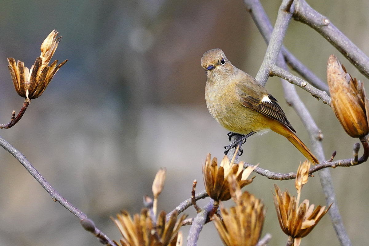 ジョウビタキのメス