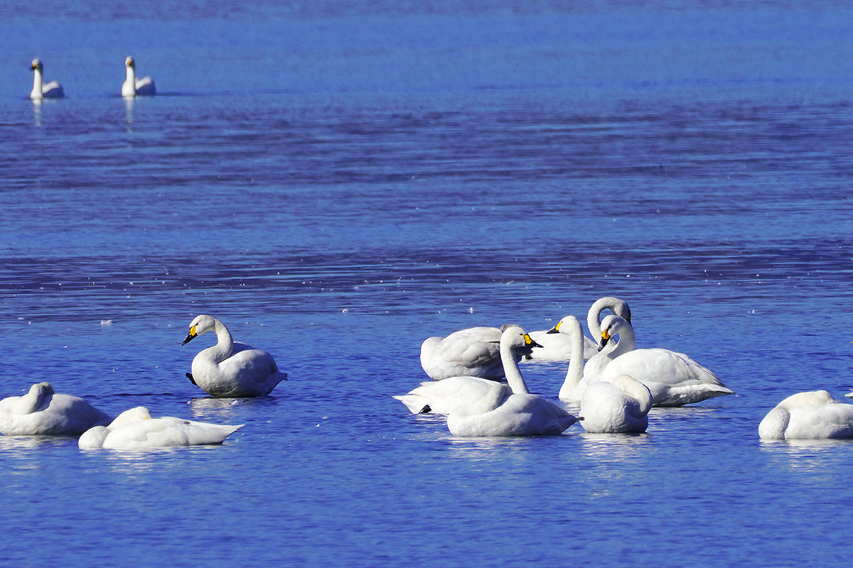 湖北　琵琶湖のコハクチョウ