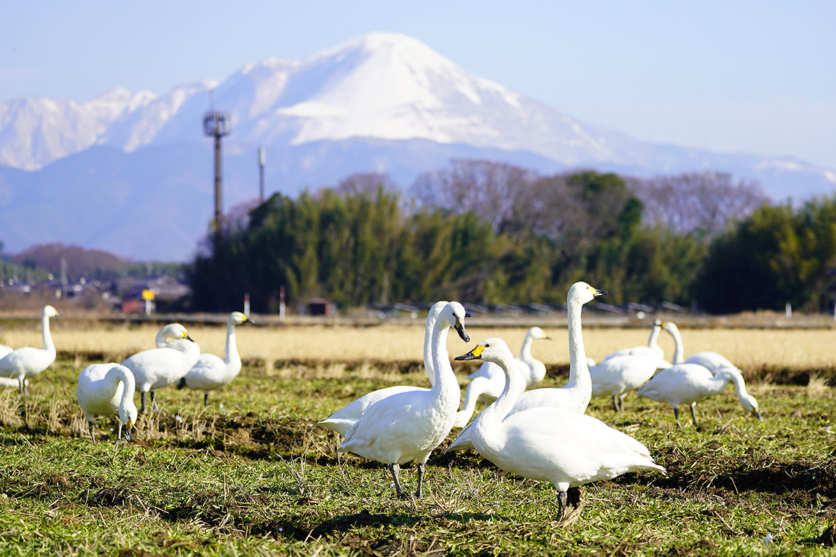伊吹山とコハクチョウ