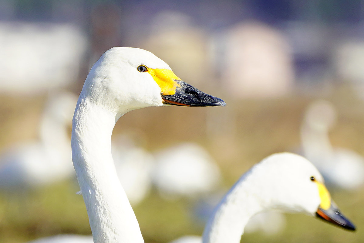 コハクチョウの