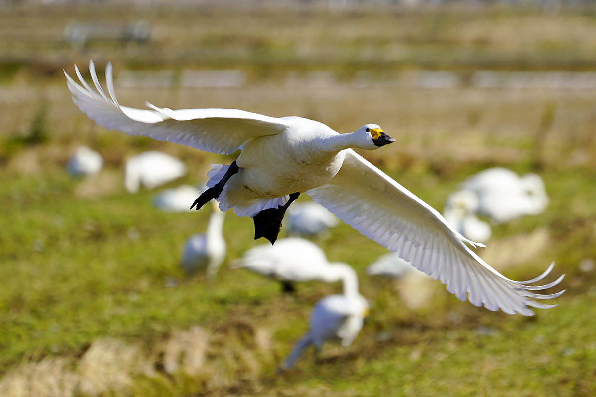 コハクチョウの飛翔