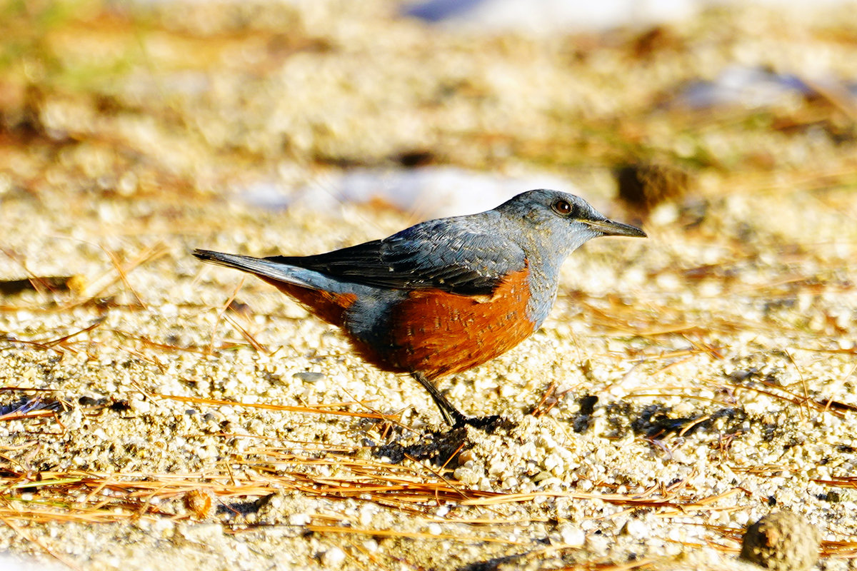 イソヒヨドリのオス