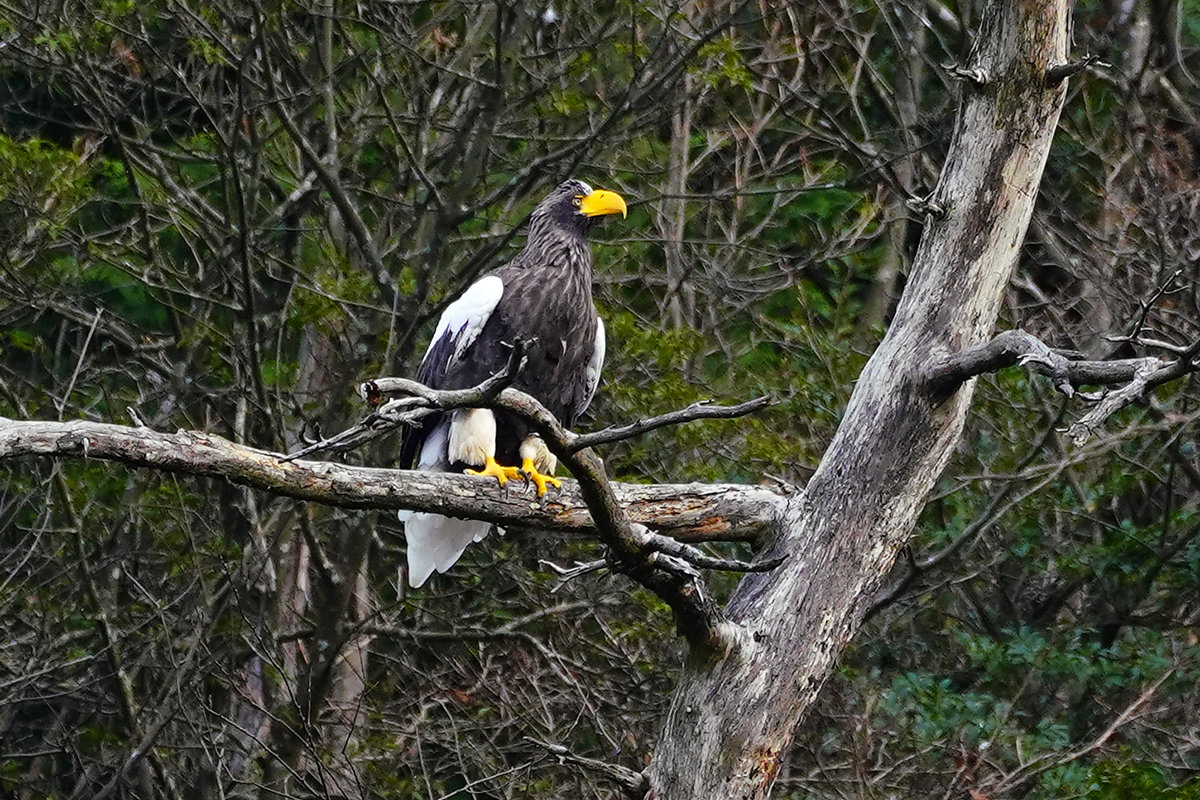 山本山のおばあちゃん　オオワシ