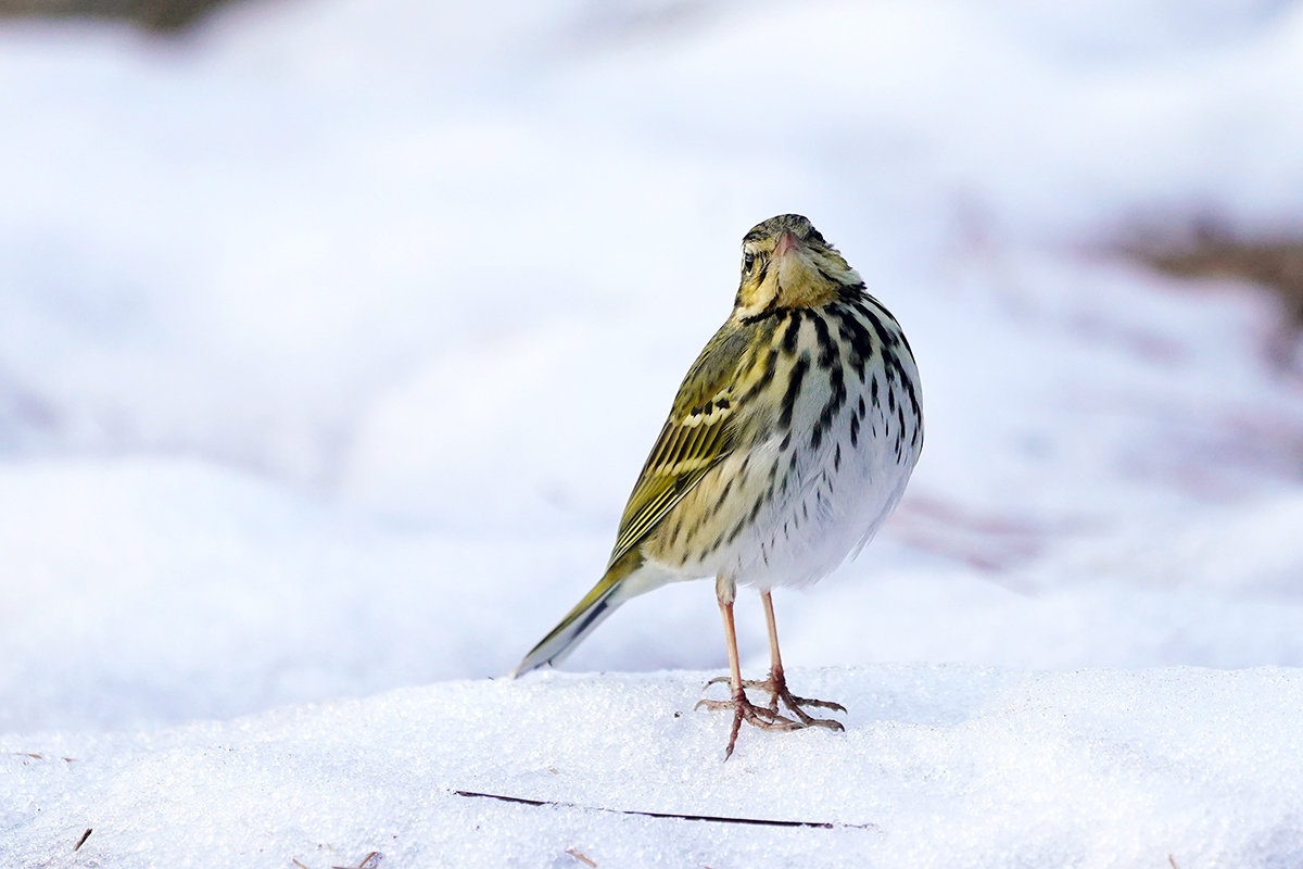 野鳥のビンズイ