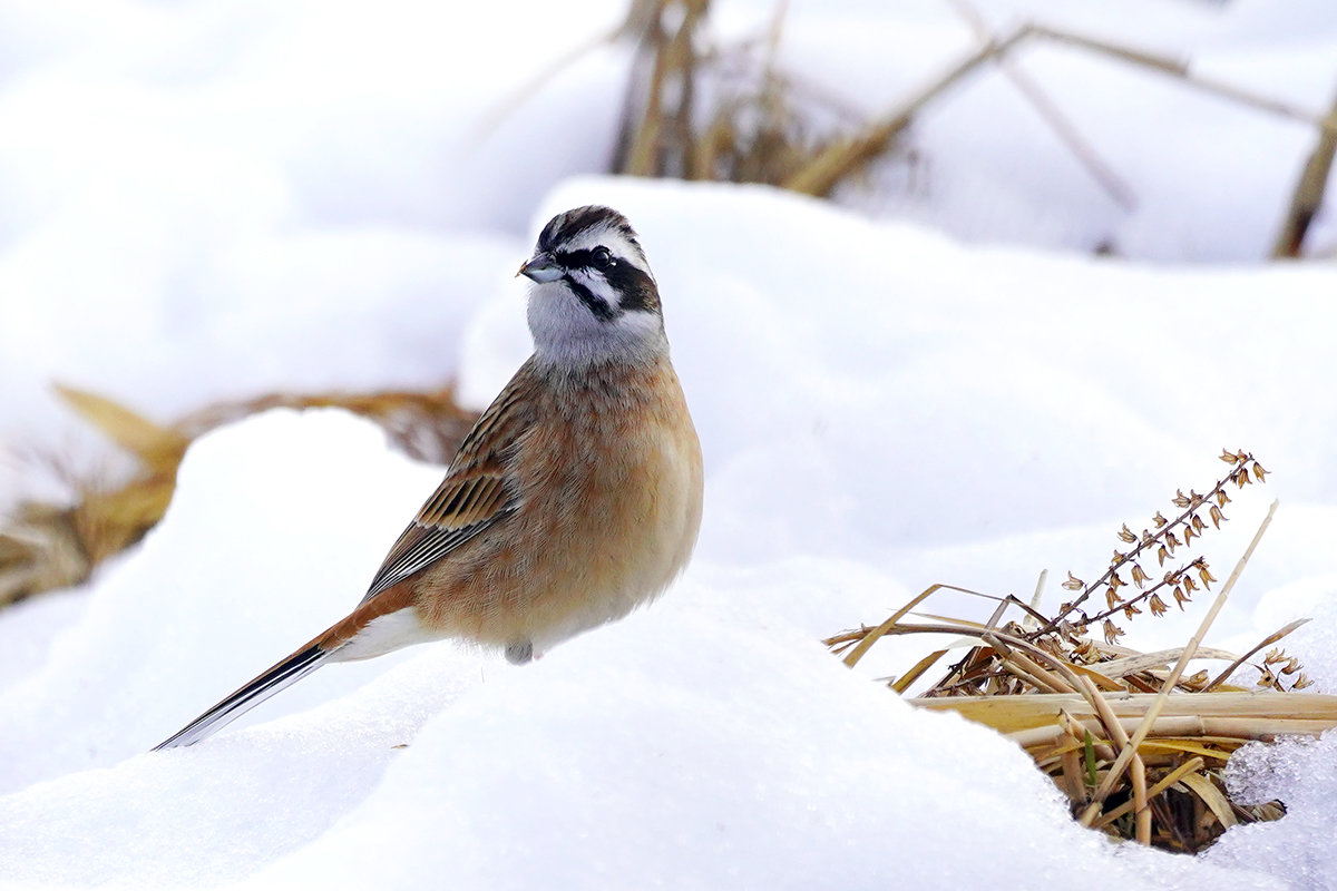雪の中のホオジロ