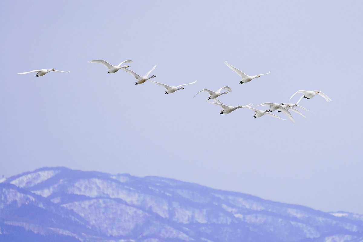 コハクチョウの飛翔