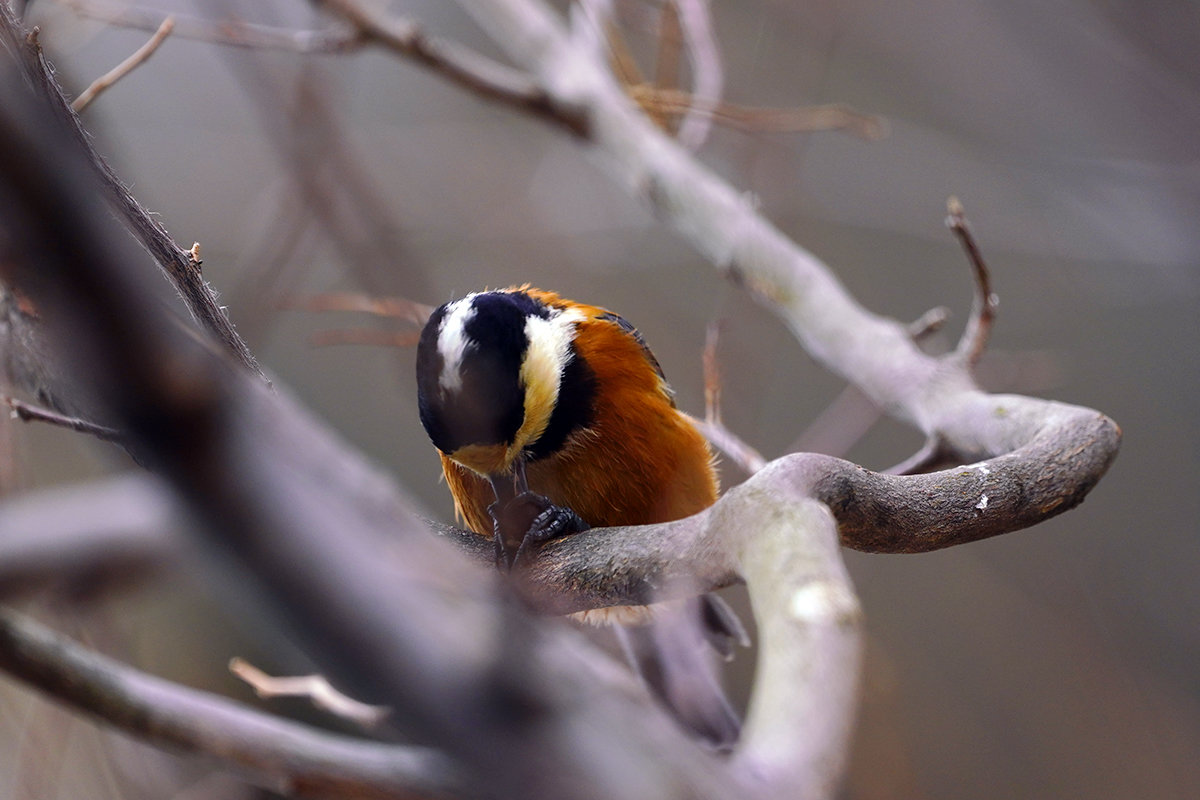 エゴノキの実と山雀