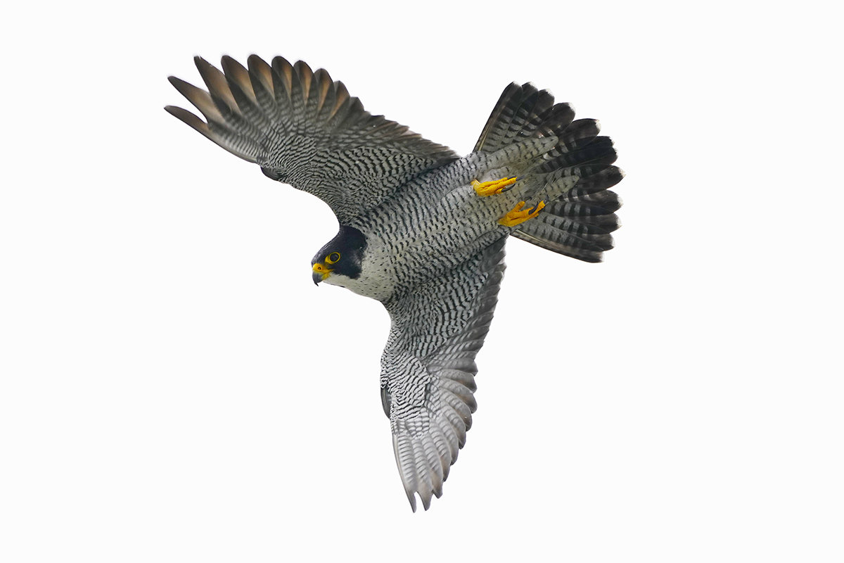 雨の日、ハヤブサと - 鳥撮り野鳥