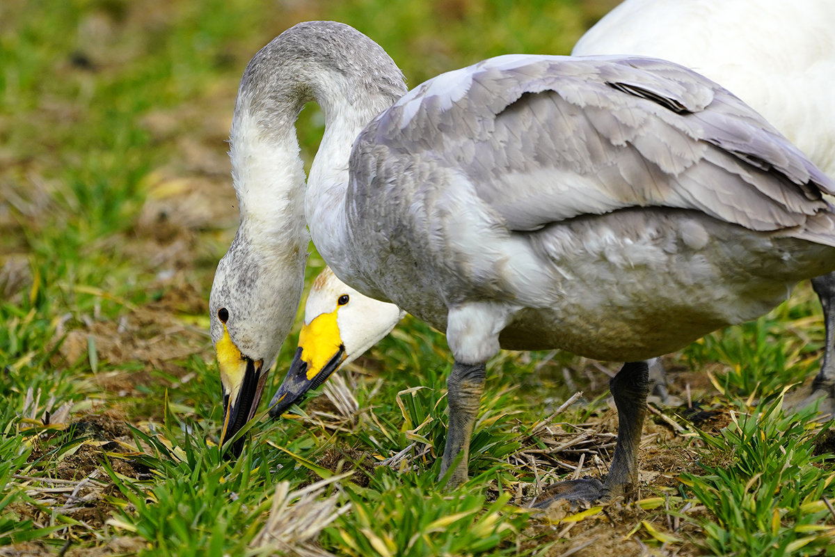 オオハクチョウの親子