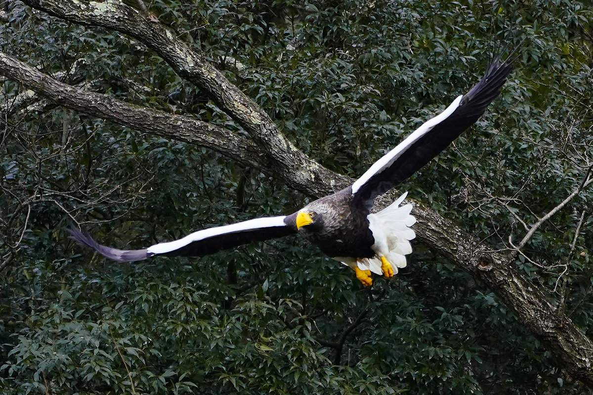 山本山のオオワシ