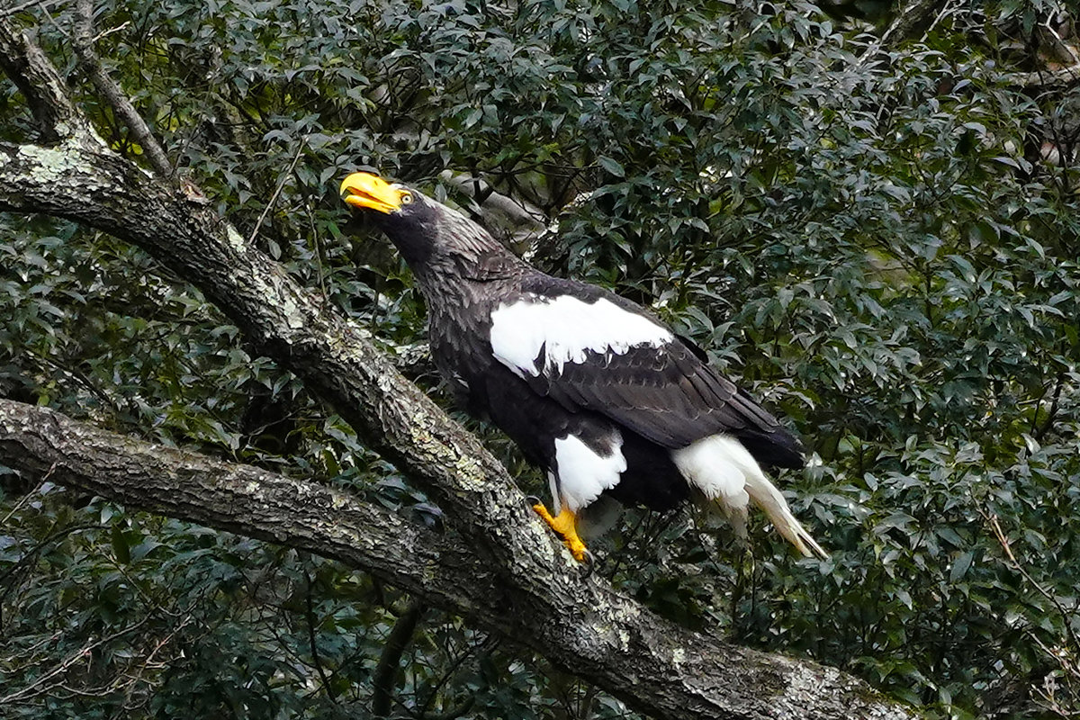 山本山のおばあちゃん　オオワシ