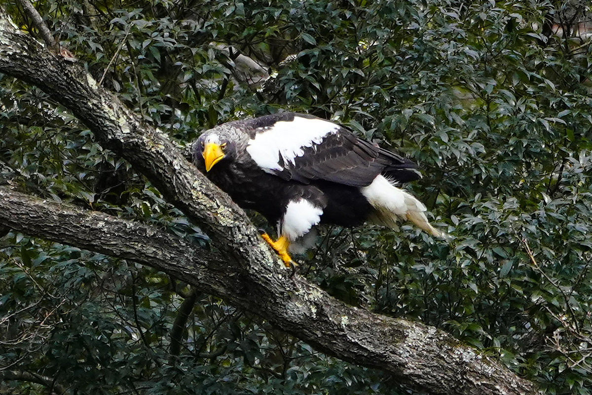 山本山のオオワシ