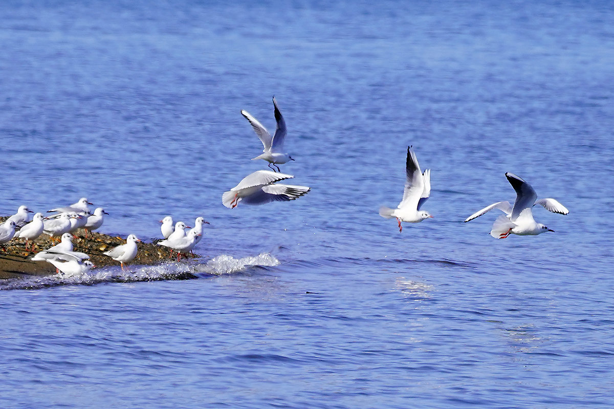ユリカモメ　琵琶湖