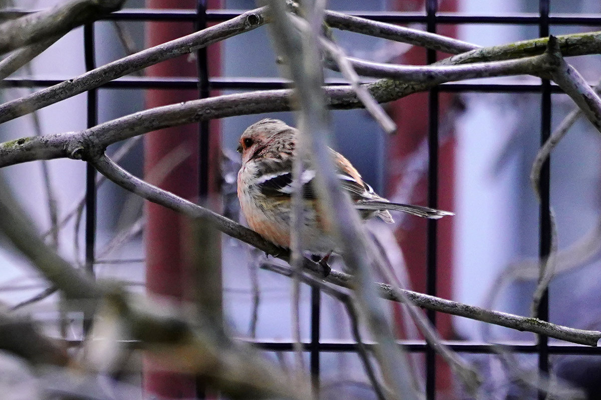 ベニマシコ　オス