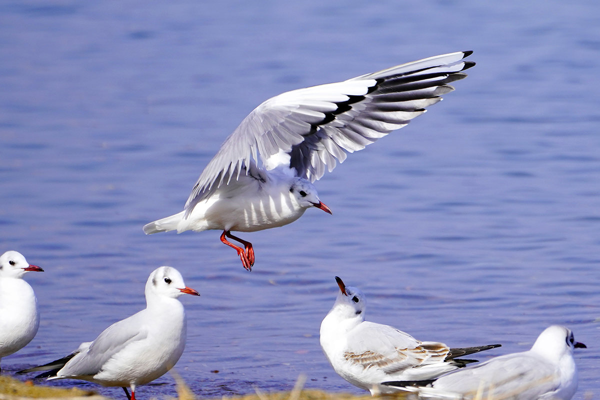 ユリカモメ　琵琶湖