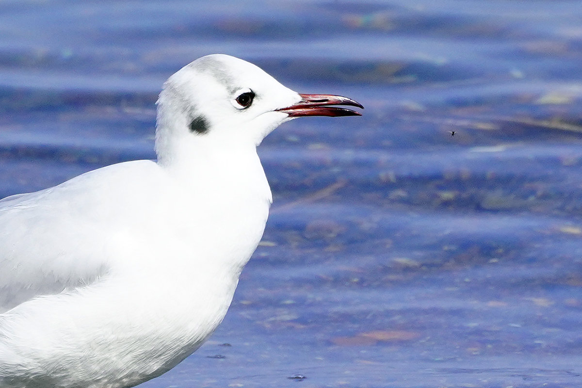 琵琶湖虫を狙うユリカモメ