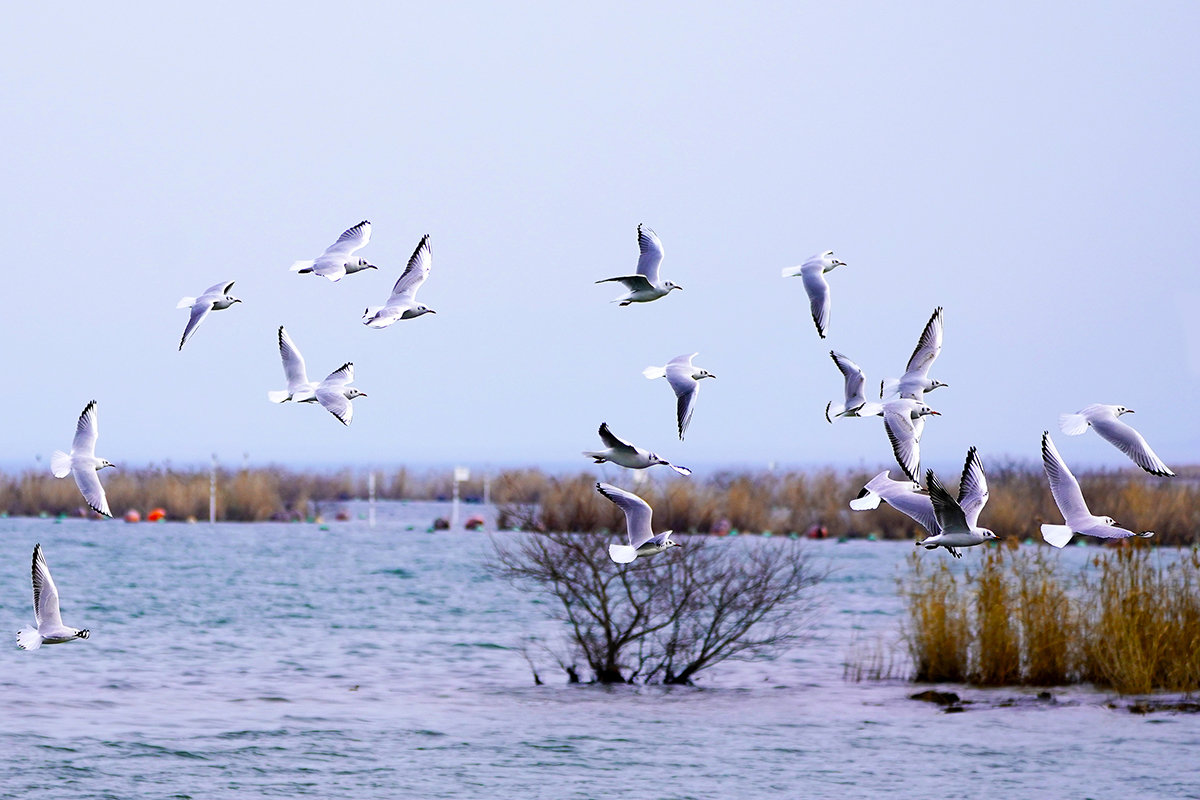 ユリカモメの飛翔 びわ湖