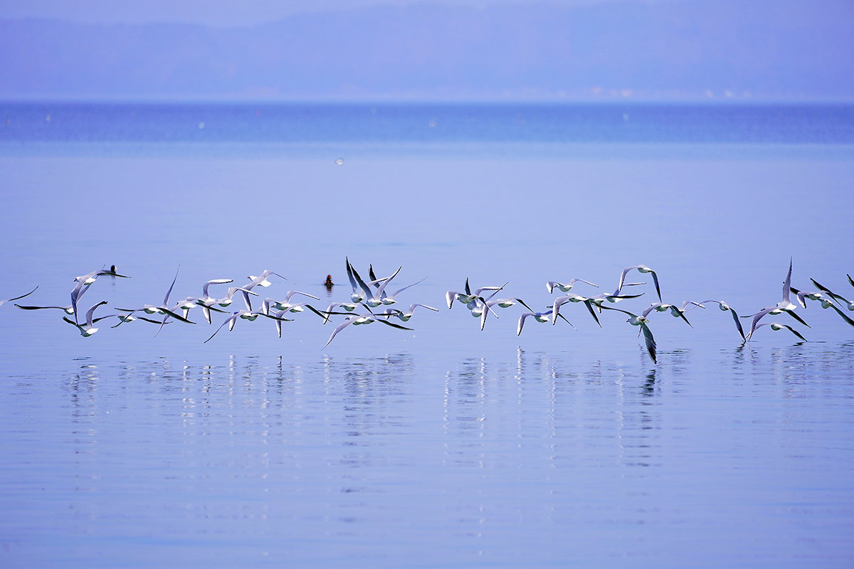 ユリカモメ　琵琶湖