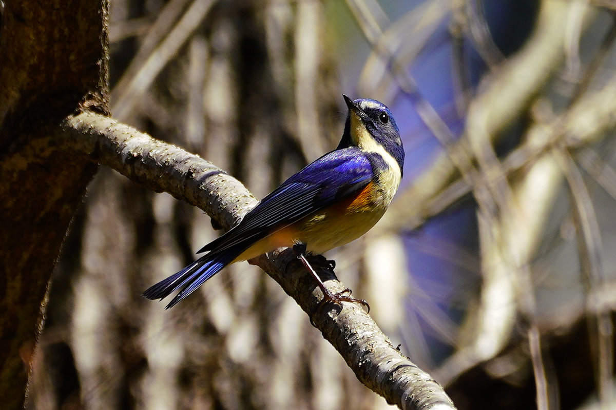 ルリビタキ　オス