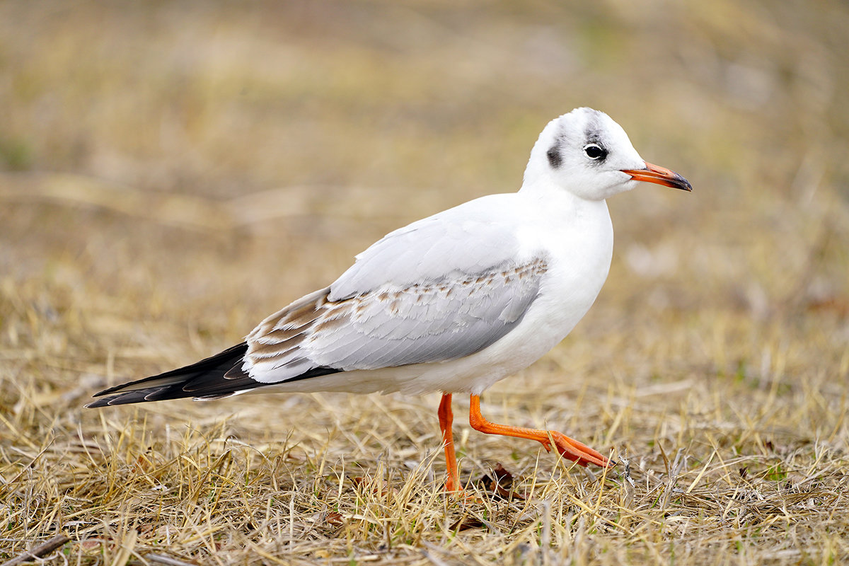 ユリカモメ　琵琶湖