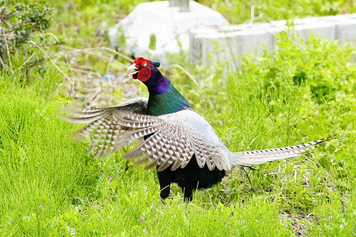 キジのホロ打ち