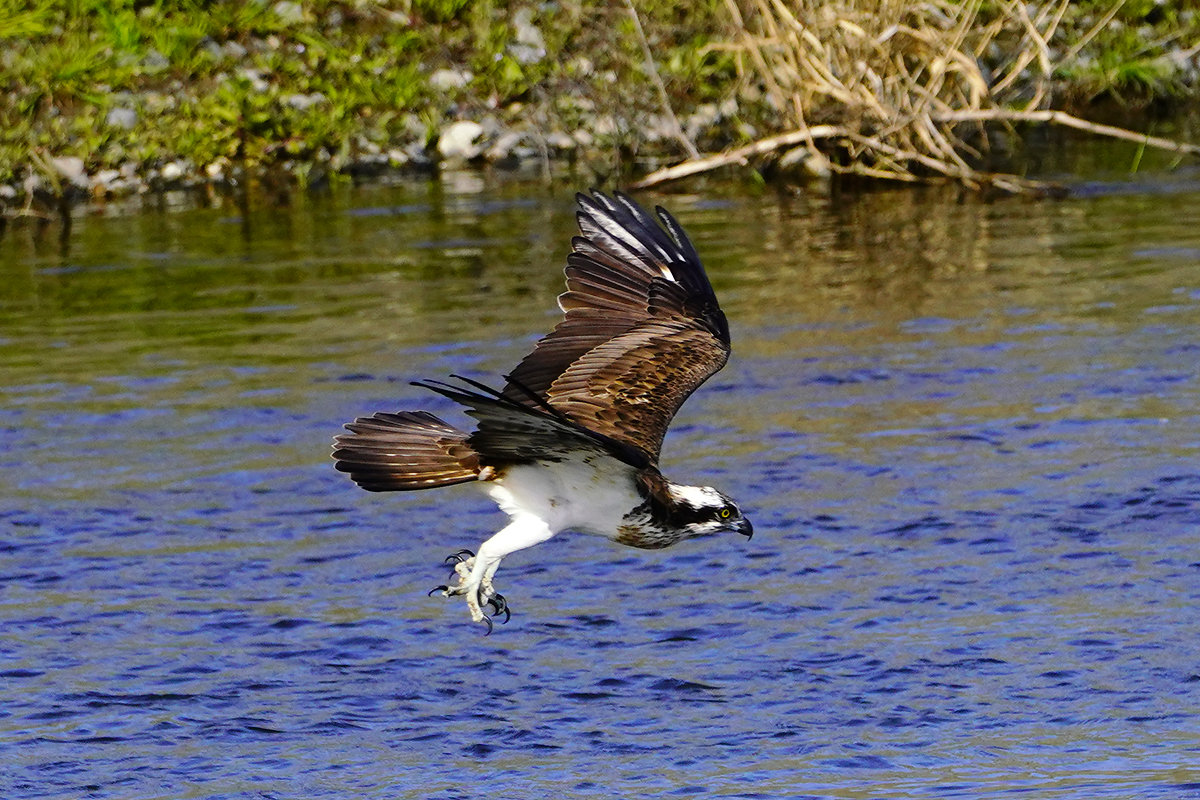 ミサゴのダーウィンポーズ