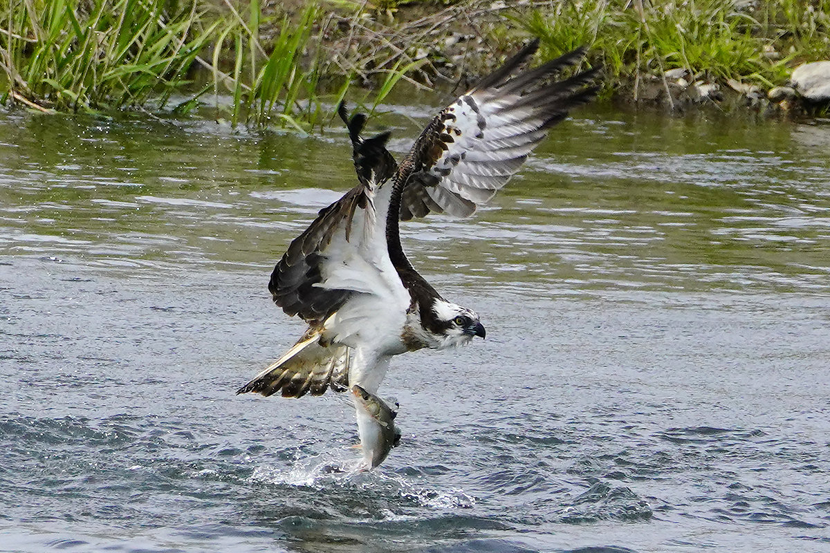 かっこいいミサゴの漁