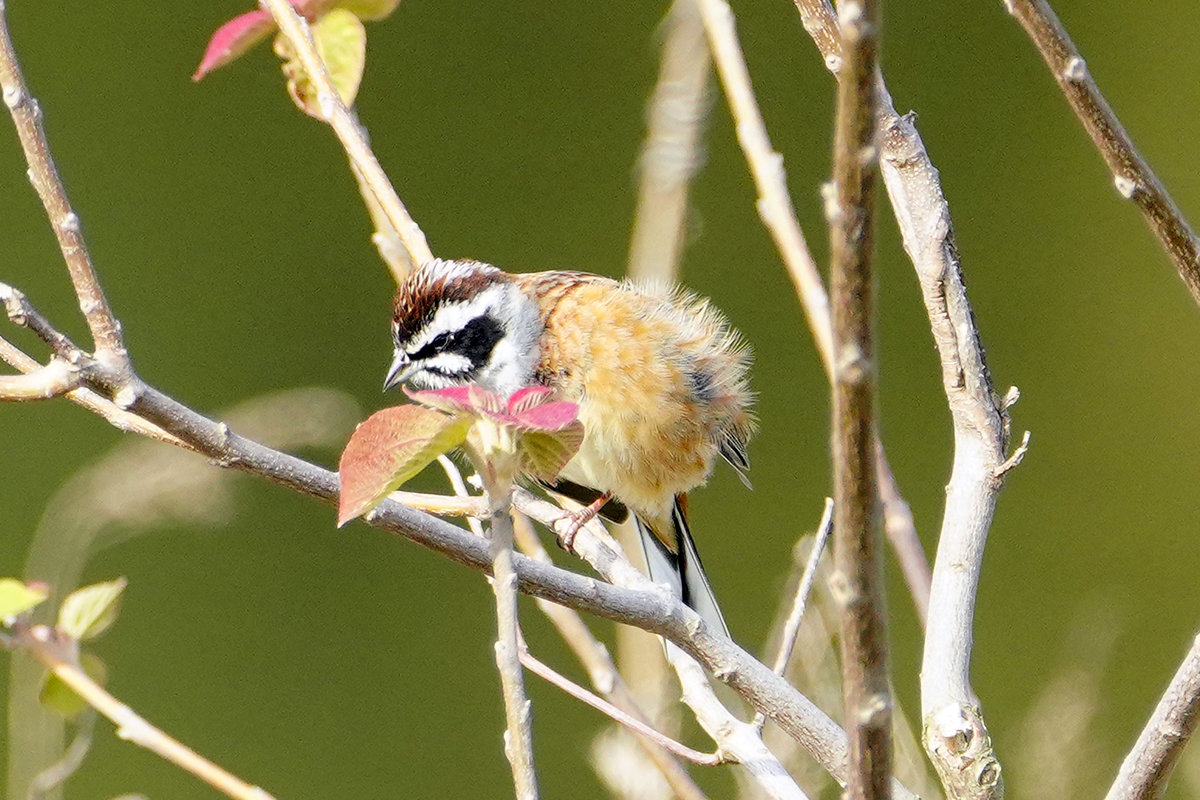 ホオジロ　野鳥