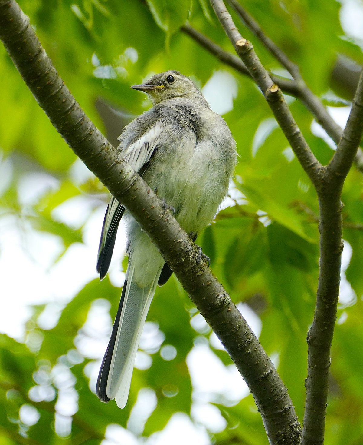ハクセキレイの若鳥