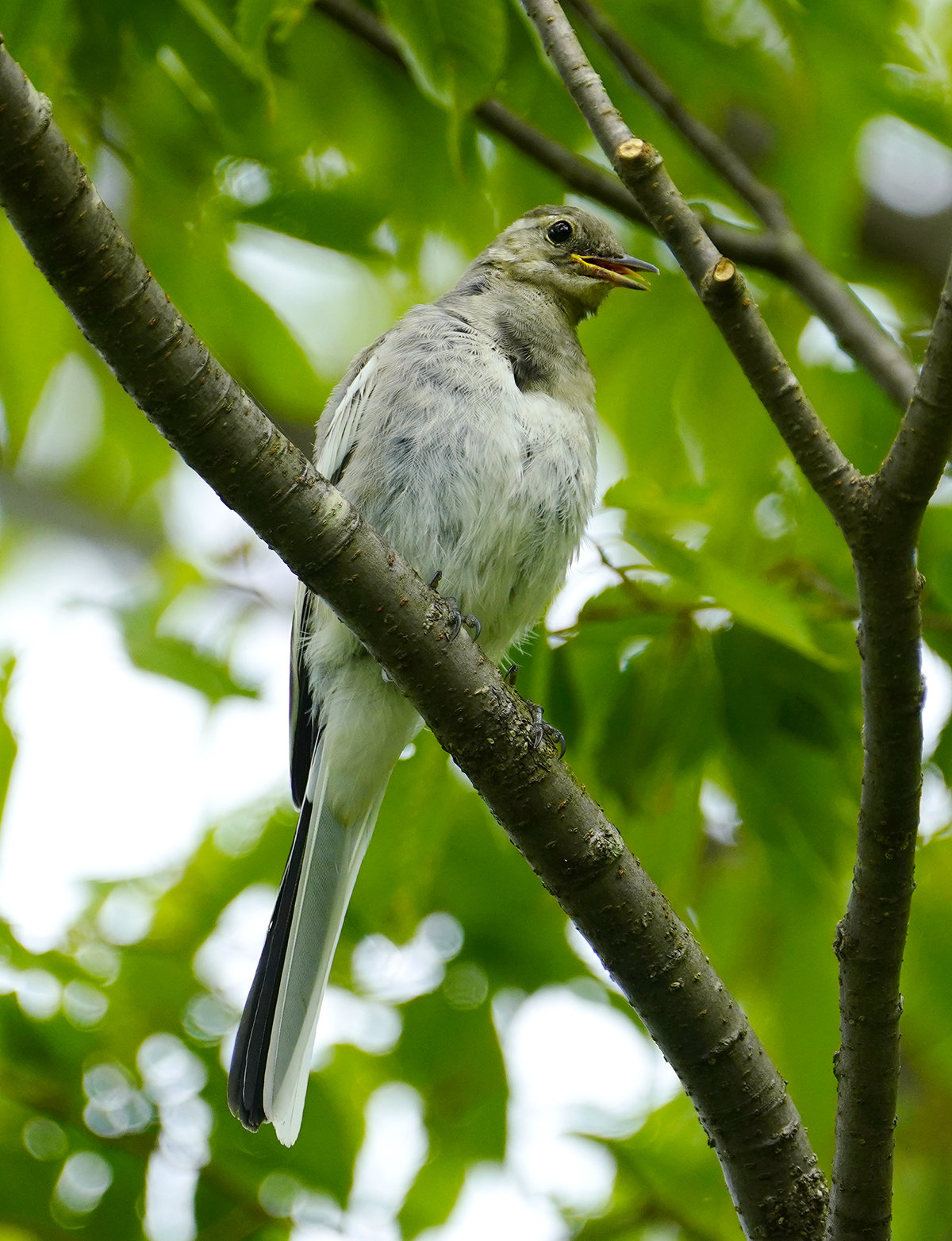 ハクセキレイの若鳥