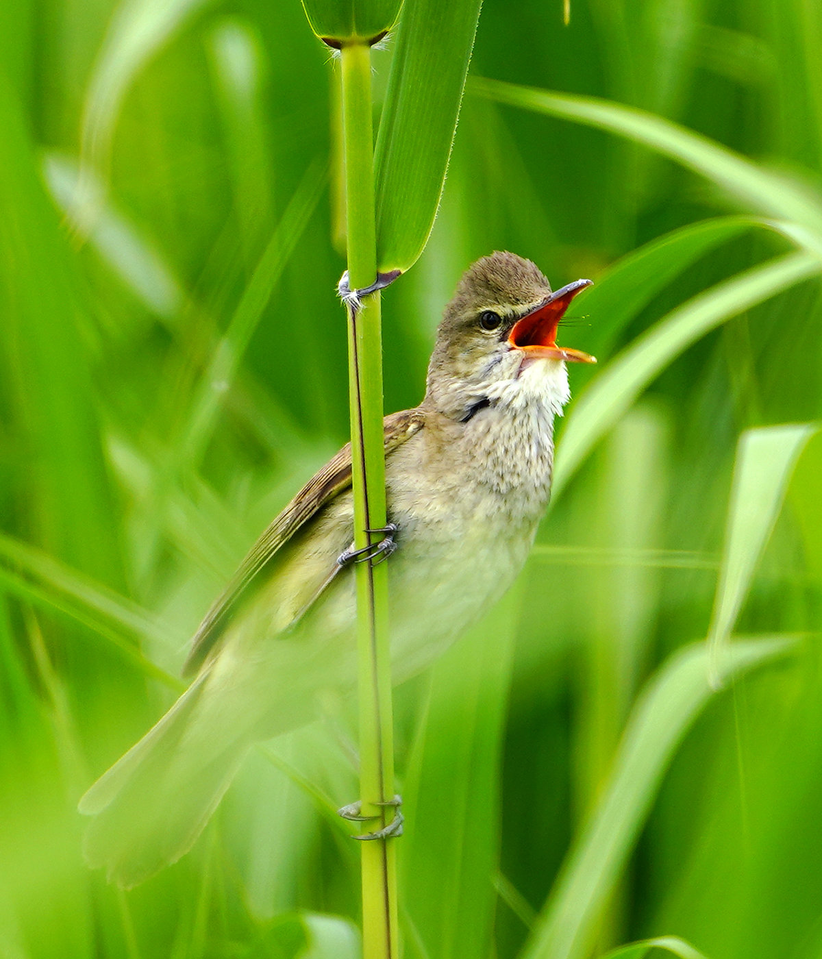 オオヨシキリの鳴き声