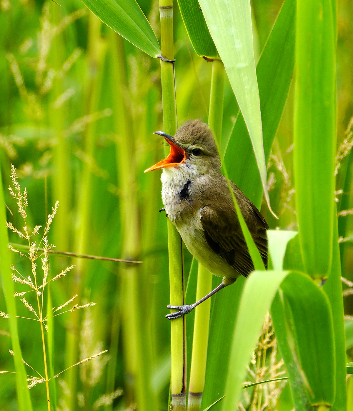 鳴く時のオオヨシキリ