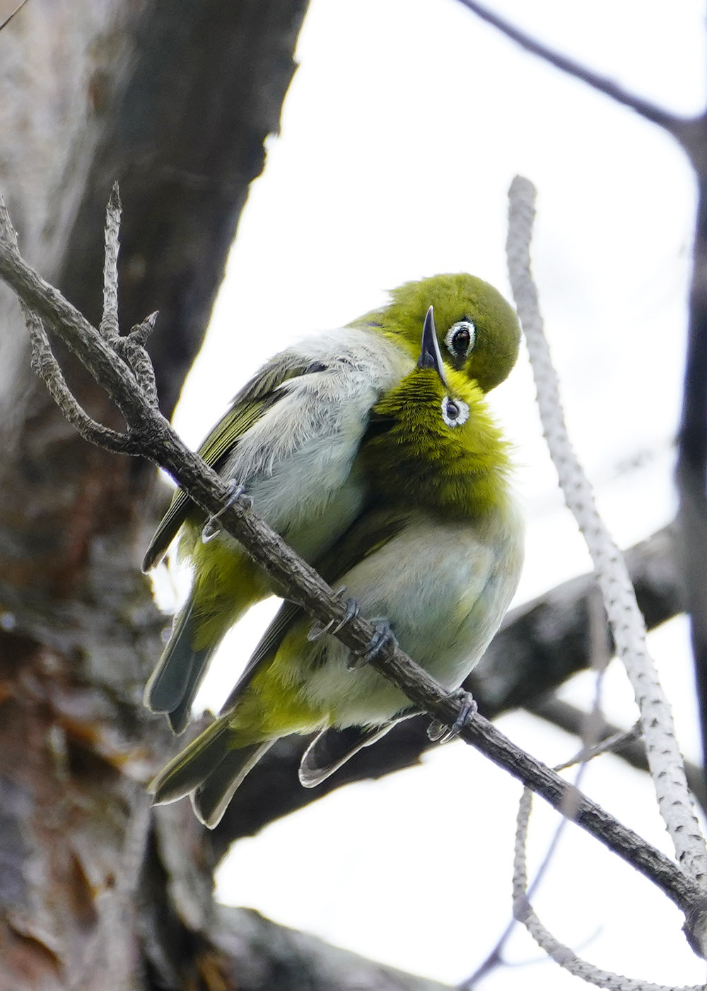仲のいいメジロ
