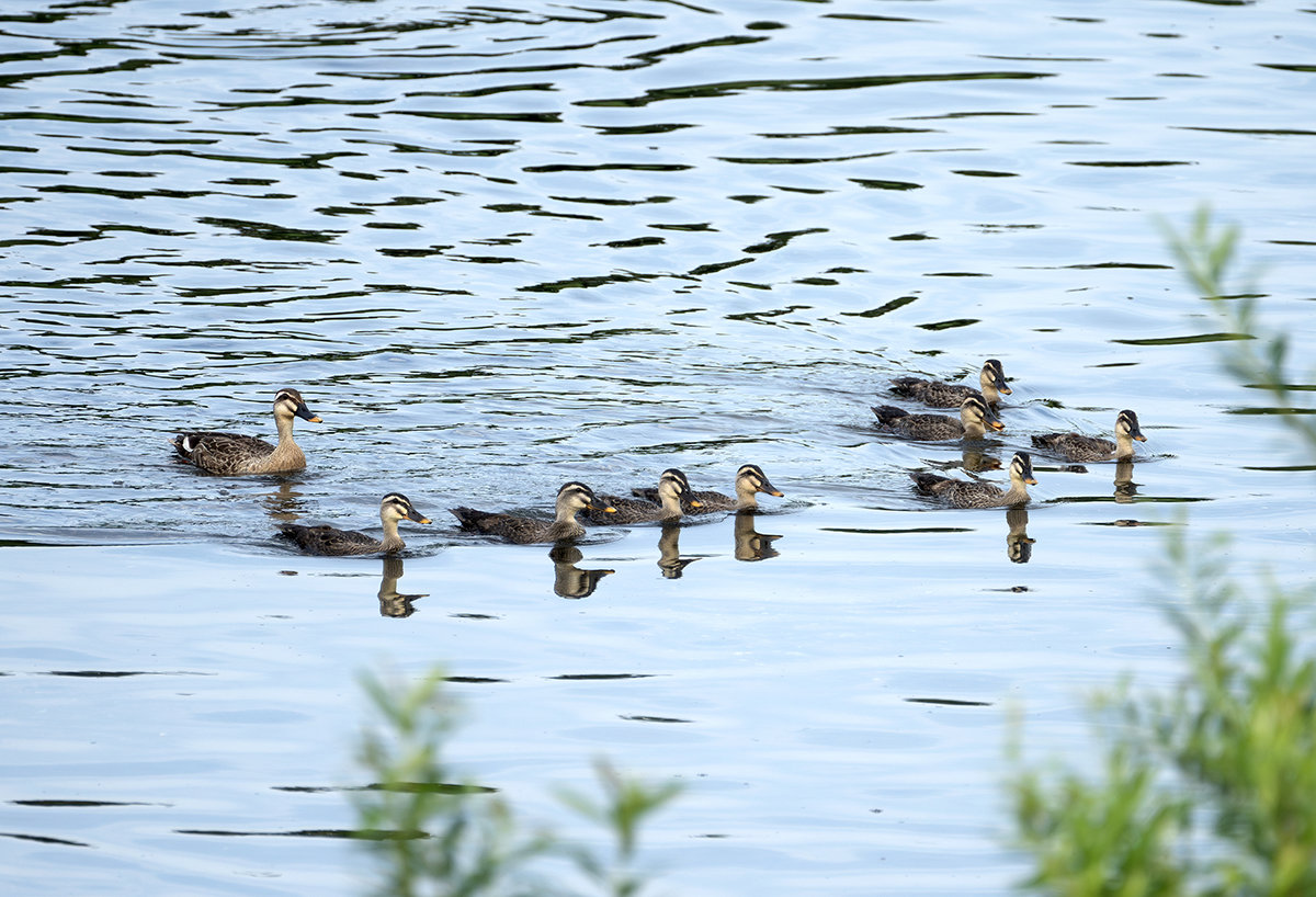 カルガモの親子