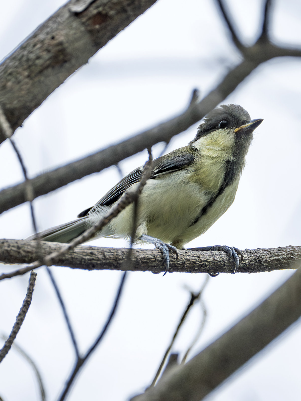 シジュカラの幼鳥