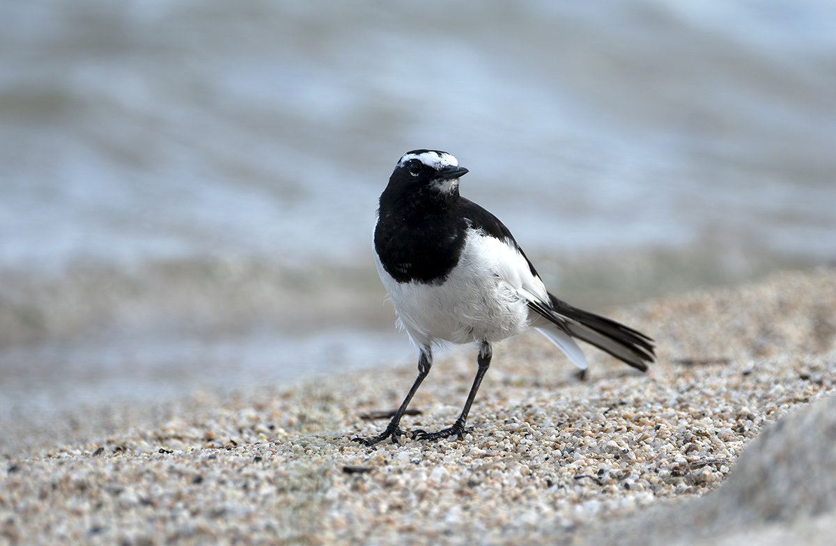 セグロセキレイ