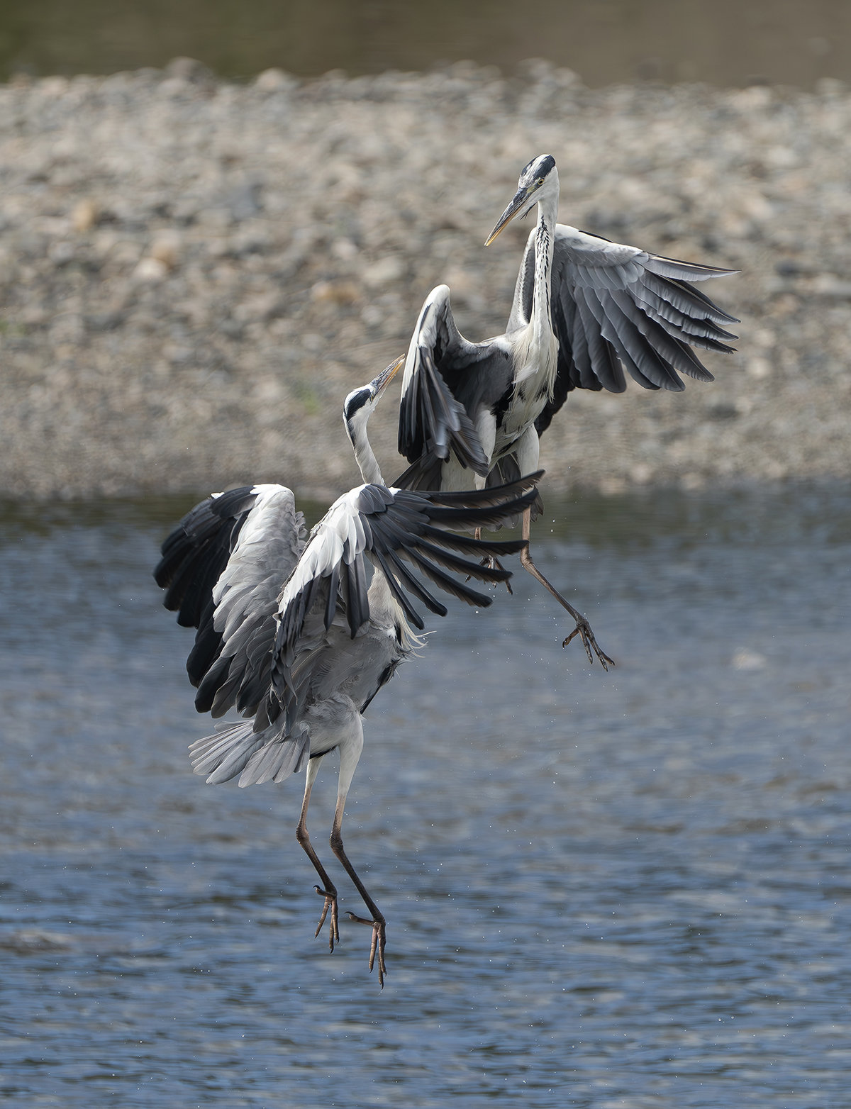 アオサギのバトル