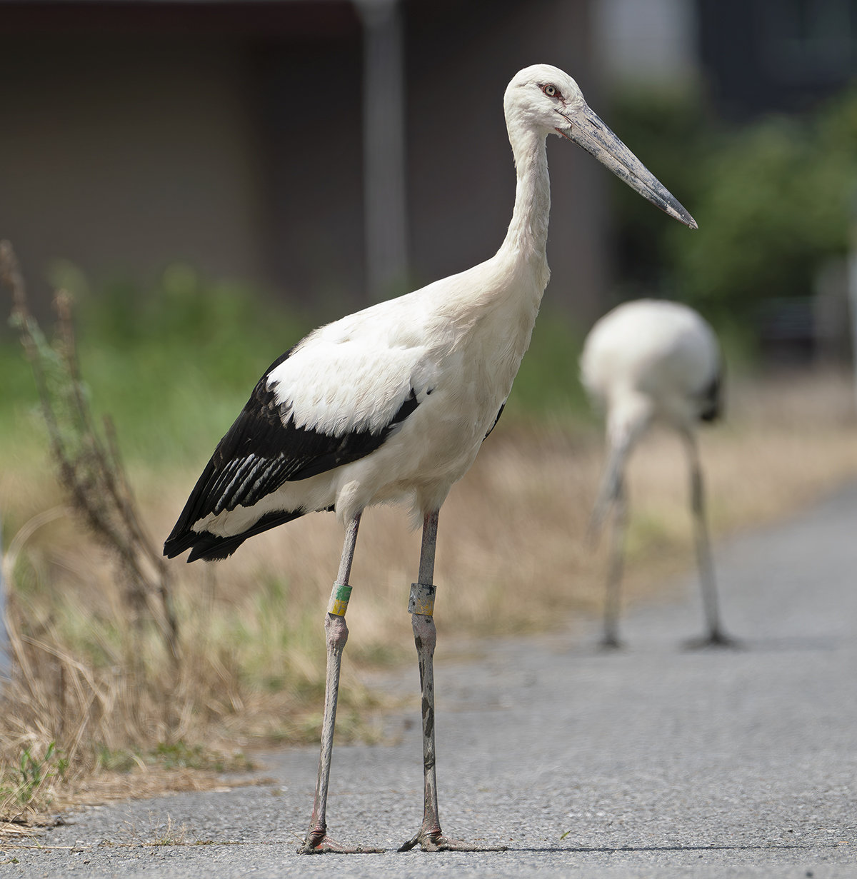 JO526コウノトリ