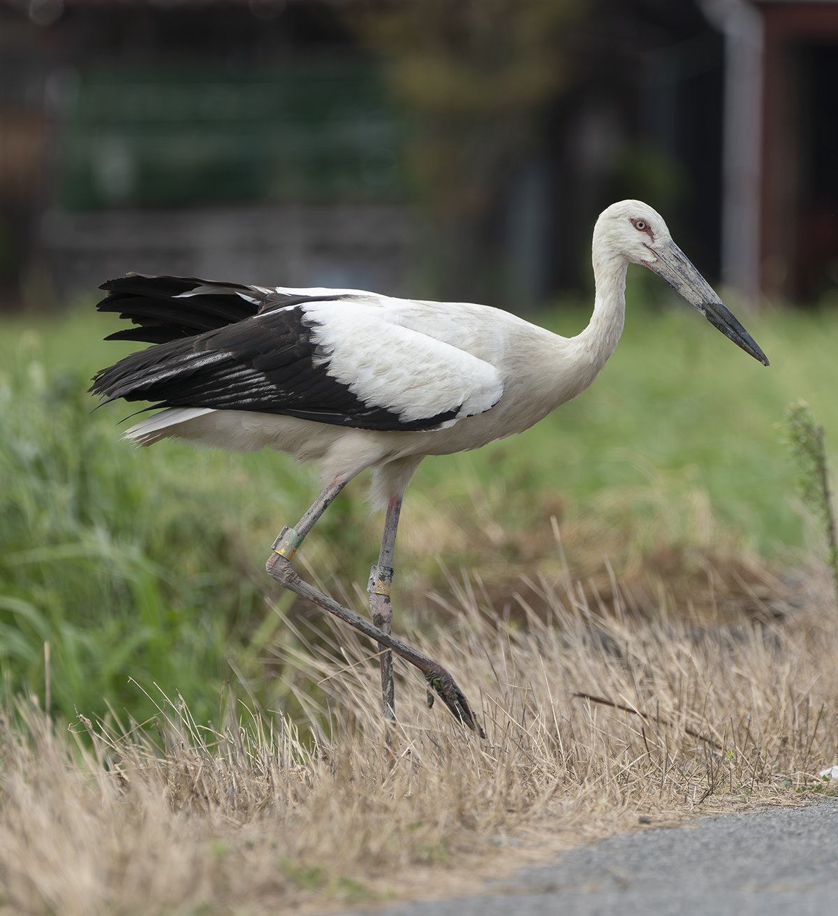 JO526コウノトリ